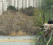 포상금까지 내걸린 '불청객' 민물가마우지…무분별 포획 우려도