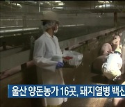 울산 양돈농가 16곳, 돼지열병 백신 접종 확인 검사