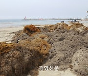 ‘제주 바다 불청객’ 괭생이모자반 유입에 만반의 준비…비상대응체제 구축