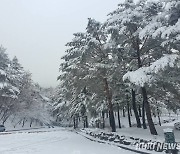 [포토]춘삼월 태백은 겨울왕국