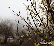 [뉴시스앵글]대관령 3월 폭설, 봄꽃 시샘하는 눈꽃