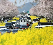 "유채꽃도, 벚꽃도 봄 향연"…30~31일 서귀포유채꽃축제