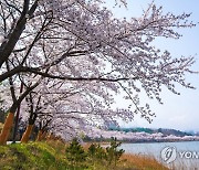 속초시 '영랑호 벚꽃축제' 30일 개막…봄 테마 4가지 행사 다채