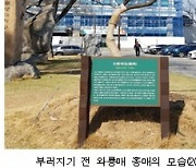 서울시, 강풍에 쓰러진 남산 '와룡매' 후계목 육성…내년 시민에 공개
