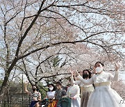 "40년 아름드리 벚꽃 숲, 같이 걸을래?" 서울대공원, 4월 첫주 '벚꽃축제'
