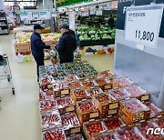 방울토마토 소매가 30% 상승에 정부 '지원 검토'