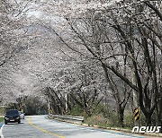 구례∼하동 섬진강변 300리 벚꽃길 30% 개화…주말 절정