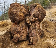 산림청 “산불 피해목 이용해 약용버섯 재배 성공”