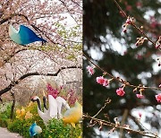 이번 주말, 벚꽃 필까? 어쨌든 놓칠 수 없는 2024 봄꽃 축제 3 #가볼만한곳