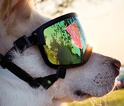 [마이펫페어] 견체공학, 업계 최초 토릭렌즈 적용한 강아지 고글 '견글라스' 출시