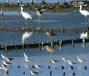 16만 마리 새들 찾아온 ‘영종 갯벌’ 사라질 수도