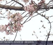 [날씨] 경남 출근길 짙은 안개…진해 벚꽃 개화율 50%