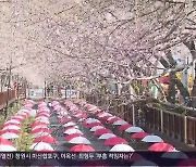 [날씨] 경남 진해 벚꽃 개화율 50%…주말 맑고 포근