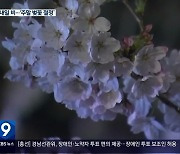[날씨] 경남 진해 벚꽃 개화율 60%…내일 흐리고 비