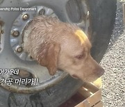 [오늘의 영상] ‘개 머리 끼임 사고’ 소방관들 출동!!