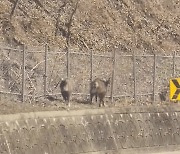 [영상]차도와 돼지열병 울타리 사이···떼죽음 위기 천연기념물 산양