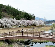 남한산성 따라 환상적 벚꽃 물결, 역사 숨결은 덤