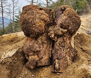 산림청, 산불피해 소나무서 약용버섯 재배…'대체소득' 기대