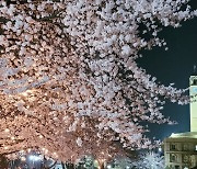 평택대, 29일부터 캠퍼스 개방해 '봄맞이 벚꽃거리 행사'