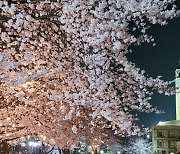 평택대, 29일부터 봄맞이 개방행사 ‘벚꽃거리’ 개최