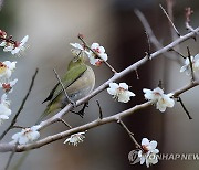 동박새의 달콤한 봄