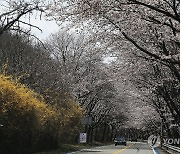 수선화와 벚꽃 어우러진 지방도 861호선