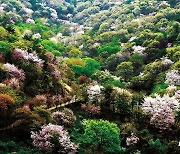 ‘금산 보곡산골 산벚꽃축제’ 일주일 연기…4월13일 개막