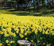 티몬, '전국 봄꽃 축제 여행지도' 공개…상춘객 '실속 봄나들이' 돕는다!