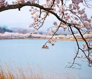 강원까지 올라온 분홍빛…영랑호서 첫 벚꽃축제 열려