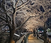 ‘청주 무심천 벚꽃 더 밝게’ 분평동 야간경관 개선