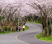 “봄, 기쁨이 활짝 왔나 봄”.. 신풍리 벚꽃터널 축제, 꽃길 걸어볼까?