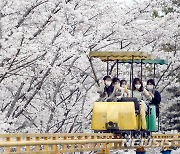 [광주소식]우치·상록·수완호수 공원 벚꽃명소 등