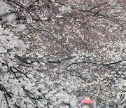 우산 쓰고 진해군항제 벚꽃 구경
