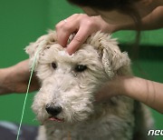 [포토] 뇌파 검사 받는 헝가리 강아지