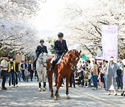 [경마] '말과 함께 벚꽃길 걸을래'...렛츠런파크 서울 벚꽃축제 29일 시작
