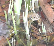 [포토] 청주 두꺼비 생태공원 두꺼비 막바지 산란