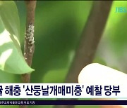 감귤 해충 '산둥날개매미충' 예찰  당부