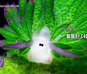 [오늘의 영상] 이런 달팽이 처음 보지? 초록 빛깔 양 같아~