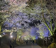 강화군, 4월 벚꽃은 강화에서…북문 벚꽃길 야간 개장