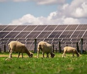 [PRNewswire] Trina Solar, 뉴질랜드 최대 규모 태양광 발전소 건설