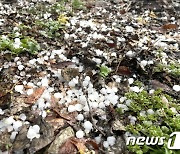 전북 북부지역에 싸락우박 ‘우수수’…낮 동안 천둥번개 동반한 비