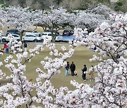 [Photo News] Jeju in full bloom