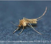 벌써 '윙윙', 불청객  또왔다…전국에 일본뇌염 주의보 발령