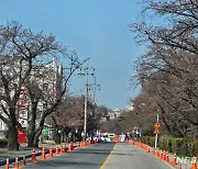 '벚꽃 없는 벚꽃 축제'…경북북부 지자체들 울상