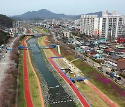 휴일 곳곳 벚꽃축제...아직은 활짝 피지 못한 꽃망울