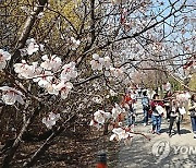 [날씨] 낮 14∼23도 포근, 남부는 `초여름`…일교차 15도 이상