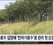 가로수 입양해 '반려가로수'로 관리 첫 도입