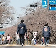 황사 가고 맑은 봄날씨 왔지만…서울은 벚꽃 없는 벚꽃축제