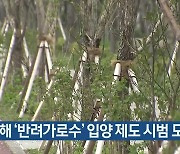 제주도, 올해 ‘반려가로수’ 입양 제도 시범 도입