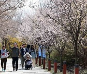 봄바람 타고 벚꽃 북상…이번 주 올 들어 가장 따뜻